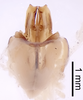 CollectionObject 1522844; a8de98c3-526b-4d44-8200-48c3a3778147: Male genitalia, dorsal view (holotype). (CollectionObject).