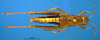 CollectionObject 1521449; cdb4f10a-c247-4ca9-b937-3c2f7533b4ff: female, dorsal view (allotype). (CollectionObject).