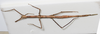 CollectionObject 1559026; NMW 779, 7e1847a0-cd7c-432d-9d71-6405e0886c23: copyright NMW, Vienna. female, dorsal view (syntype). (CollectionObject).