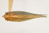 Habitus, dorsal view: (Observation).