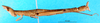 CollectionObject 1580308; 4d7d51a4-6de1-42f0-ac07-09c8f48c2d1c: female, lateral view (paralectotype). (CollectionObject).