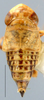 Habitus, dorsal view on Achaetica Emeljanov, 1959: Achaetica anabasidis, dorsally (INHS). (Observation).