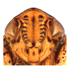 Head: !! display not done !! on Acuera (Acuera) incepta DeLong & Freytag, 1974: Male specimen [DZUP]: head, ventral view. (Observation).