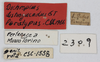 CollectionObject 1514808; 2cc7a385-baaa-4696-9f4a-c02007b98388: labels (paralectotype of Dichroplus distinguendus). (CollectionObject).