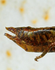 CollectionObject 1498701; f3c2b604-a8b0-4e3b-98ea-d4905aaa5248: female abdomen tip, lateral view. (CollectionObject).