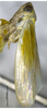Habitus, lateral view on Connectivus bifidus Xing & Li, 2012: (Observation).
