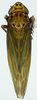 Habitus, dorsal view: !! display not done !! on Igutettix pulverosus Matsumura, 1932: (Observation).