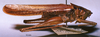 CollectionObject 1516503; 41a5016a-d957-4e6c-bd3c-a096a06a8a59: male, lateral view. (CollectionObject).