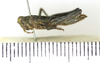 CollectionObject 1593145; 72d4f575-172b-4f1c-9e52-91a7d7e6c496: female, lateral view (allotype). (CollectionObject).