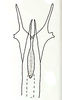 Aedeagus, posterior view: Apical portion of aedeagus, posterior view. (Observation).
