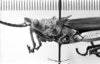 CollectionObject 1530131; e6fdca2a-ad4f-4543-99ed-aeed0678627e: Image Carbonell, C.S. male head and pronotum, lateral view (holotype). (CollectionObject).