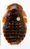 CollectionObject 1587341; MNHN(SF IMPORT DUPLICATE) MNHN-EP-EP1369, 5d187a75-5165-4df5-b4ac-c88a85b1ab20: CC BY-NC-ND 4.0/MNHN - Depraetere Marion - 2014. Holotype, female, of magna Grandcolas, 1995. Specimen number: MNHN-EP-EP1369. http://coldb.mnhn.fr/catalognumber/mnhn/ep/ep1369. (CollectionObject).