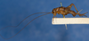 CollectionObject 1612985; 2d06b4a9-6653-4f9c-859c-8cb6d3735b2c: lateral view (syntype of Gryllus pustulipes). (CollectionObject).