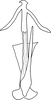 Aedeagus, ventral view on Anufrievia falcata Yang & Zhang, 2018: Aedeagus, ventral view. (Observation).