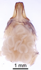 CollectionObject 1522777; 6364b0b9-e039-44e4-b760-239d2b942e86: Male genitalia, dorsal view (holotype). (CollectionObject).