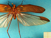 CollectionObject 1500601; eca864f1-ada4-4f96-b300-61a4c59c7ac5, DORSA BTtetfenHTM: male, dorsal view (holotype). (CollectionObject).