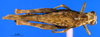 CollectionObject 1505442; 70d67a51-293d-48c0-80ab-4035564966b3: female, dorsal view (Dericorys maculata). (CollectionObject).
