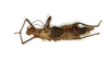CollectionObject 1598571; 6055e33e-736e-4b5b-b503-8d0bb288805e: copyright ETHZ. female, dorsal view (parlectotype). (CollectionObject).