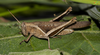 CollectionObject 1848697; Unioeste Cascavel K-0389, 75eb5f21-d601-43fb-9578-3cc1920ca791: Female in vivo. Lateral view. (CollectionObject).