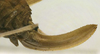 female ovipositor (syntype). Depicts CollectionObject 1506496; ad117b9f-1603-4a90-a818-74266a3624a0, a CollectionObject.