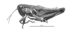 Chlorus borellii (Giglio-Tos, 1894): Habitus. (Otu).
