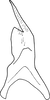Stylus: !! display not done !! on Maiestas latifrons (Matsumura, 1902): Stylus. (Observation).