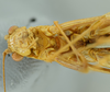 CollectionObject 1476183; 71178f05-e017-413e-bc0b-d5d8364be1be: male head and thorax, ventral view (holotype). (CollectionObject).