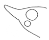 Daedalellus apterus (Redtenbacher, 1891): Fig. 7. lateral outline of fastigium. (Otu).