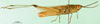 CollectionObject 1593283; 20ac7b7b-0358-4b8b-9876-dd2fee20ca80: male, lateral view (holotype). (CollectionObject).