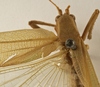CollectionObject 1529812; 79356435-7401-44ff-9b97-fd157f4ca187: female pronotum, dorsal view (holotype). (CollectionObject).