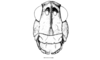 Peplacris recutita Rehn, 1942: Fig. 115. female, head, frontal view. (Otu).