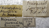 CollectionObject 1505768; 4204899d-69b9-41cb-9e55-bd4e808dbc54: labels (syntype). (CollectionObject).