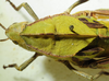 CollectionObject 1498676; cea47a1a-e9d9-435c-970e-c8008097ee68: female pronotum, dorsal view. (CollectionObject).