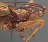 CollectionObject 1505637; 9a9510dd-0900-4038-adf1-8f7aabae09fe: female pronotum, lateral view (holotype). (CollectionObject).