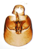 Pygofer, ventral view on Delphacodes shermani (Metcalf, 1923): (Observation).