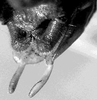 CollectionObject 1499287; bfad5968-bafe-4da9-8dce-f902d4c007e6: male abdomen tip, dorsal view (holotype). (CollectionObject).
