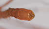 CollectionObject 1560181; 8e24f521-1d13-482a-beaf-004d9a01b2e0: copyright ZMB, Berlin. male: end of abdomen, ventral view (holotype). (CollectionObject).