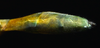 CollectionObject 1580897; 03ba2f96-e8ee-4437-b2c2-9b53588e03ea: copyright FRCS, Sabah. female: end of abdomen, dorsal view (holotype). (CollectionObject).