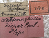 CollectionObject 1505748; 78f03c64-f318-4cbd-86f8-708f1d8849ff: male label (syntype). (CollectionObject).;CollectionObject 1505749; 992b8a0b-1945-480a-b4d7-1a5a2b35fd26: male label (syntype). (CollectionObject).