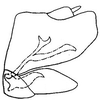 Pygofer, lateral view: !! display not done !! on Scaphoideus (Scaphoideus) cinerosus Osborn, 1900: genital capsule, laterally. (Observation).
