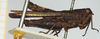 female, lateral view (syntype). Depicts CollectionObject 1583761; 3a50b659-19ea-4c28-a586-8793def20388, NHMUK010924520, a CollectionObject.