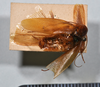 CollectionObject 1553135; 2e9a1ea7-b405-4e40-ae29-1932390f9fd7: copyright NTUC. (syntype). (CollectionObject).;CollectionObject 1553136; 466b79e0-966e-4969-a1a2-3a25a138e2a2: copyright NTUC. (syntype). (CollectionObject).