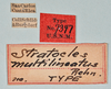 CollectionObject 1560956; USNM(SF IMPORT DUPLICATE) 7347, 4694a9f3-df5d-4c96-bbbc-33bf272a8dd3: copyright USNM, Washington. male Stratocles multilineatus: data labels (holotype). (CollectionObject).