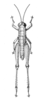 Dioscoridus depressus Popov, 1957: Fig. 23. Male, Dioscoridus depressus Popov, Whole insect, dorsal view. (Otu).