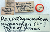 CollectionObject 1517387; ef319075-f2d9-4f3d-8445-73282d719f29: labels (holotype). (CollectionObject).