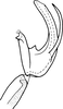 Aedeagus, lateral view on Drabescus vilbastei Zhang & Webb, 1996: Aedeagus, lateral view. (Observation).