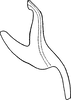 Aedeagus, lateral view on Arboridia (Arboridia) agrillacea (Anufriev, 1969): Aedeagus, lateral view. (Observation).