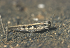 Acrotylus longipes longipes (Charpentier, 1845): individual from Lanzarote (Canary Islands). (Otu).