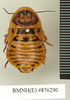 CollectionObject 1573027; 063a966d-445d-4542-974d-9a4041b303e5: Copyright Natural History Museum, London. Non-type (adult male) in BM(NH). Dorsal view. (CollectionObject).