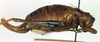 CollectionObject 1502421; 6c917b78-c23c-4600-8bbd-d6ead8b3080e: female, lateral view. (CollectionObject).